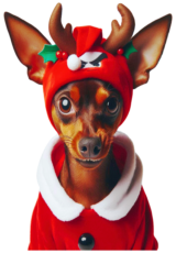 dog pinscher christmas costume3